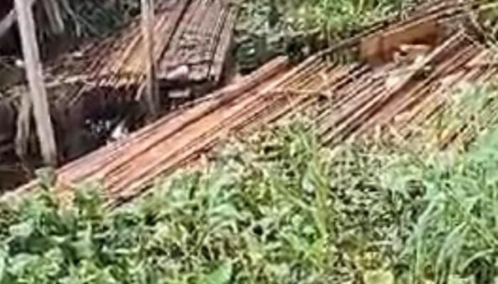 Mafia Kayu Ilegal Beraksi di Kuala Panduk: Hutan Pelalawan Terancam Punah