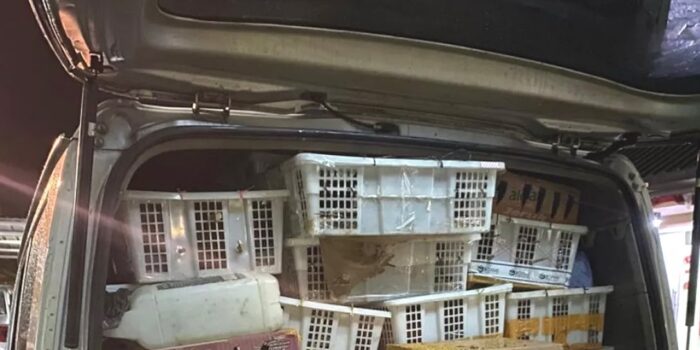 BKSDA dan Polisi Amankan 4.354 Burung Ilegal di Tol Lampung