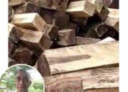LAKMAS NTT Desak Penetapan Tersangka Oknum Polisi dalam Kasus Ilegal Logging Sonokeling