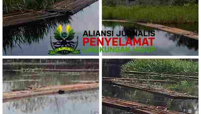 Hutan Suaka Margasatwa Kerumutan Terancam Punah, Riau Dihantui Banjir Lebih Parah dari 2025