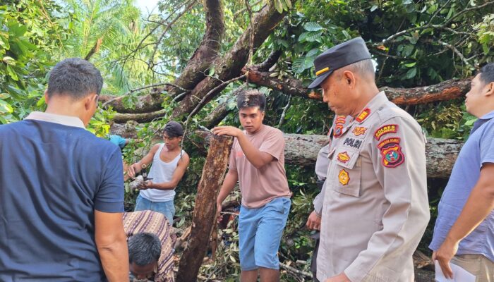 Polsek Marbau Evakuasi Korban Tertimpa Pohon Durian, Dua Pemancing Meninggal Dunia