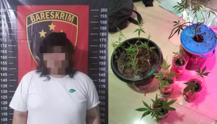 Polisi Amankan Pemuda di Bekasi yang Kedapatan Menanam Ganja di Kamar