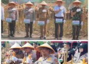 Kapolda Riau dan Bupati Pelalawan Panen Raya Jagung, Dorong Ketahanan Pangan Terintegrasi