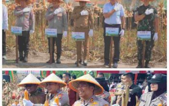 Kapolda Riau dan Bupati Pelalawan Panen Raya Jagung, Dorong Ketahanan Pangan Terintegrasi