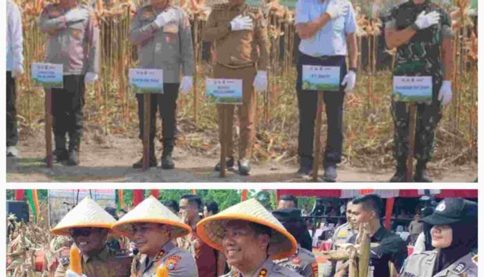 Kapolda Riau dan Bupati Pelalawan Panen Raya Jagung, Dorong Ketahanan Pangan Terintegrasi