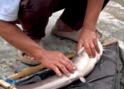 Mengenal Desa Rejoagung, Potensi Desa Meningkat Setelah Program Penataan Akses Reforma Agraria