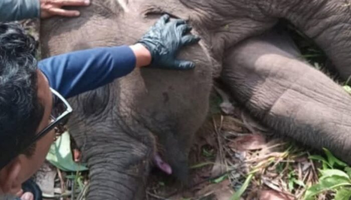 Kabar Duka: Tari, Anak Gajah Kesayangan Kapolda Riau Tewas di TNTN