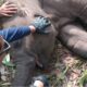 Kabar Duka: Tari, Anak Gajah Kesayangan Kapolda Riau Tewas di TNTN
