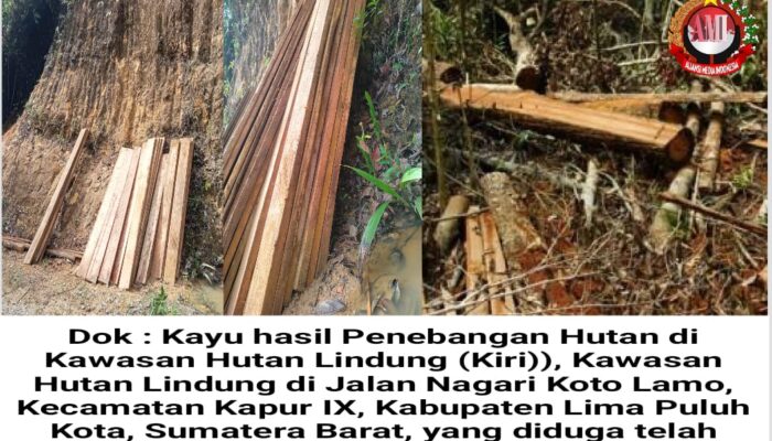 Warga Koto Lamo Minta Aparat Bertindak, Hutan Lindung Dibabat Tanpa Kendali