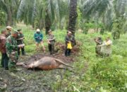 BBKSDA Riau Mitigasi Dugaan Konflik Harimau Sumatera di Kecamatan Dayun, Siak