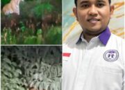 Geger! Kawanan Harimau Dekati SDN 016 Teluk Naga, Komnas PA Pelalawan Angkat Bicara