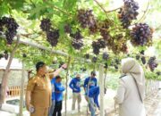 Jadi Kawasan Agrowisata Favorit Kota Palu, Kebun Anggur Duyu Bangkit Bukti Kerja GTRA
