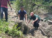 Terungkap! Ternyata Ini Pemicu 11 Gajah Mengamuk di Siak: Berjuang Selamatkan Anak
