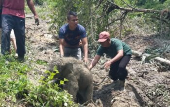 Terungkap! Ternyata Ini Pemicu 11 Gajah Mengamuk di Siak: Berjuang Selamatkan Anak