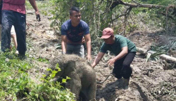 Terungkap! Ternyata Ini Pemicu 11 Gajah Mengamuk di Siak: Berjuang Selamatkan Anak