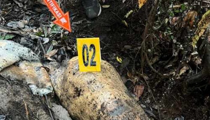 Polisi Periksa 40 Saksi Terkait Gajah Mati Tanpa Kepala, Termasuk Pegawai Perusahaan