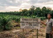 Diduga Kelola Kebun Sawit di Kawasan Hutan, Legalitas PT Guna Dodos di Pelalawan Disorot