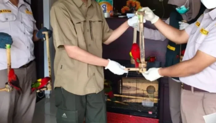 BKSDA Maluku dan Karantina Sanana Selamatkan Burung Endemik dari Jalur Perdagangan Ilegal