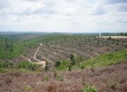 Surat Keterangan Pengganti Identitas bagi Warga TNTN yang Akan Direlokasi Bisa Diurus dan Berlaku di Mana Saja