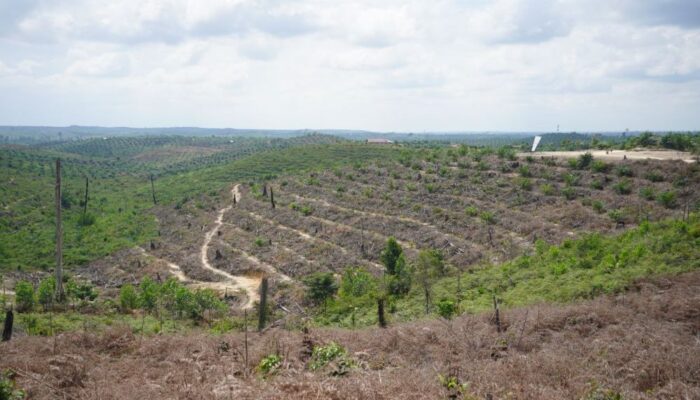 Surat Keterangan Pengganti Identitas bagi Warga TNTN yang Akan Direlokasi Bisa Diurus dan Berlaku di Mana Saja