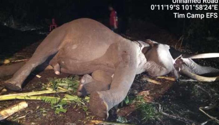 Duka Konservasi Pelalawan: Gajah Jinak ‘Indro’ Hembuskan Napas Terakhir di Camp Flying Squad TNTN