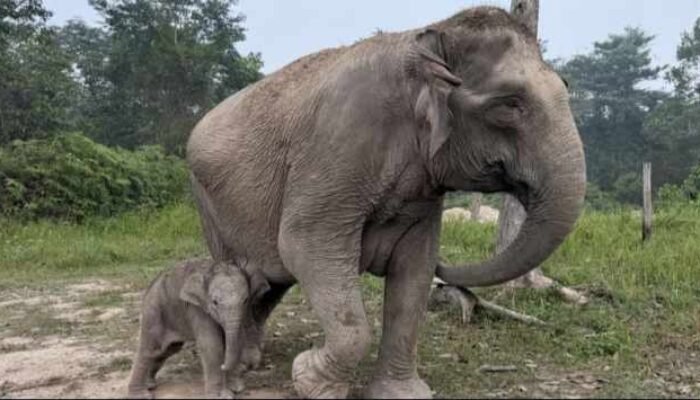 Kabar Gembira! Gajah Lisa Lahirkan Anak Jantan di TNTN Pelalawan