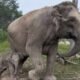 Kabar Gembira! Gajah Lisa Lahirkan Anak Jantan di TNTN Pelalawan