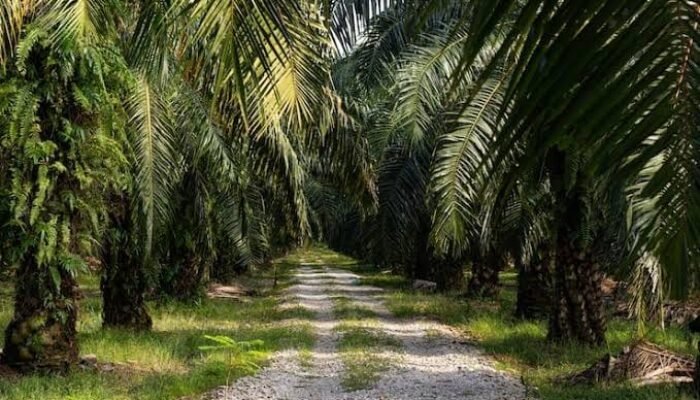 Soal Lahan Eks PT LIH Kemang, Warga Pertanyakan Lahan 58 Hektare dan Transparansi Koperasi