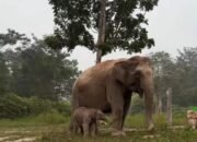 Titiek Soeharto Beri Nama Ganesha untuk Bayi Gajah Sumatera Lahir di TNTN