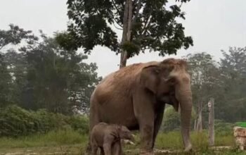 Titiek Soeharto Beri Nama Ganesha untuk Bayi Gajah Sumatera Lahir di TNTN