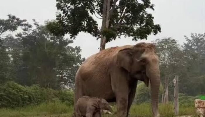 Titiek Soeharto Beri Nama Ganesha untuk Bayi Gajah Sumatera Lahir di TNTN