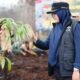 Cegah Alih Fungsi Lahan, Bupati Siak Afni Tanam Pohon di Lahan Bekas Karhutla